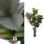657537 - цветы декоративные